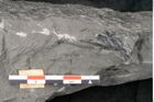 Foto (Detailansicht) von Asterocarpus meriani Br. (NHMW-GEO-2024-0188-10493)